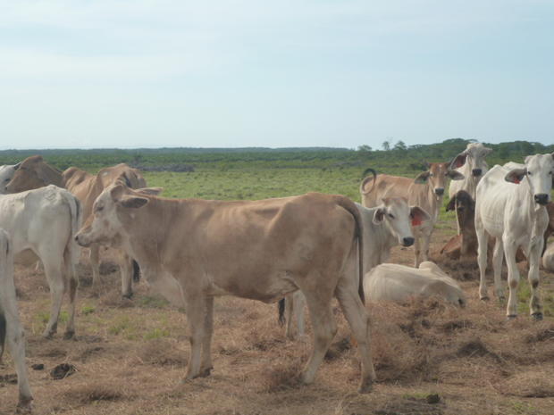 CHIRIQUI, SAN LORENZO, A LA VENTA FINCA FRENTE AL MAR