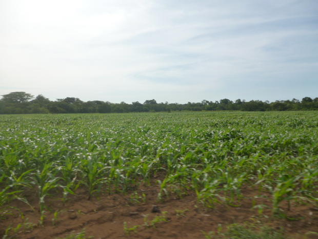 CHIRIQUI, SAN LORENZO, FERME A VENDRE