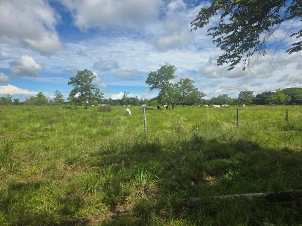 CHIRIQUI, SAN LORENZO, OCEANFRONT FARM FOR SALE