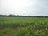CHIRIQUI, SAN LORENZO, FERME A VENDRE