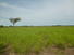 CHIRIQUI, SAN LORENZO, FERME A VENDRE