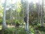 CHIRIQUI, REMEDIOS, OCEANFRONT FARM FOR SALE