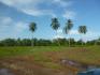 CHIRIQUI, REMEDIOS, OCEANFRONT FARM FOR SALE