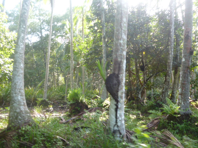 CHIRIQUI, REMEDIOS, OCEANFRONT FARM FOR SALE
