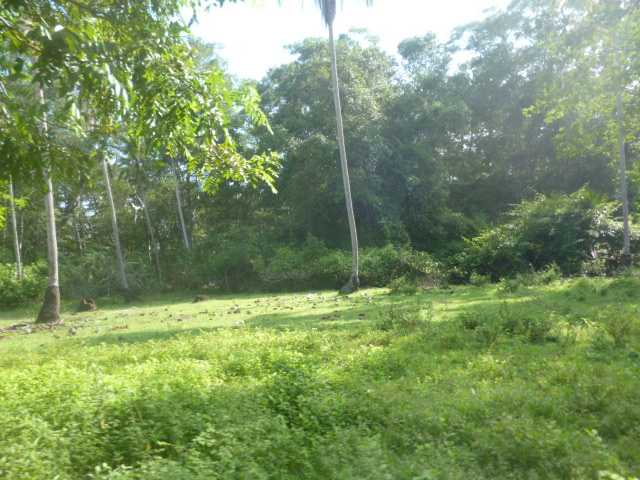 CHIRIQUI, REMEDIOS, OCEANFRONT FARM FOR SALE