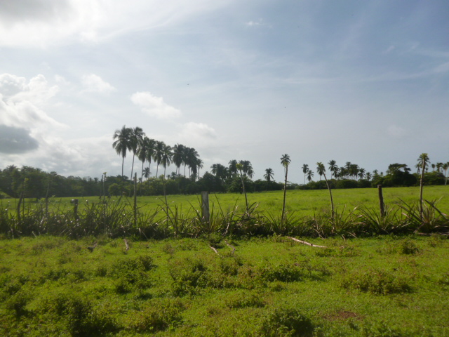 CHIRIQUI, REMEDIOS, OCEANFRONT FARM FOR SALE