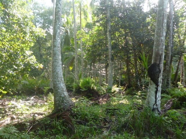 CHIRIQUI, REMEDIOS, OCEANFRONT FARM FOR SALE