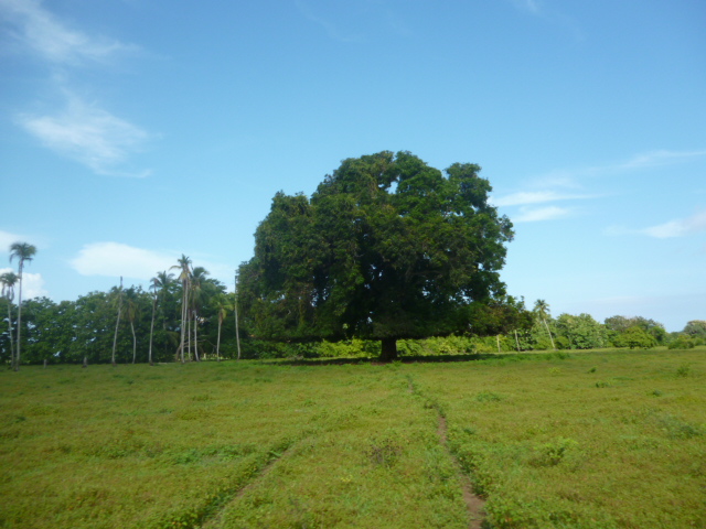 CHIRIQUI, REMEDIOS, OCEANFRONT FARM FOR SALE