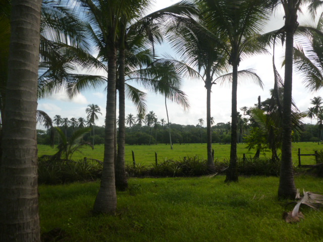 CHIRIQUI, REMEDIOS, OCEANFRONT FARM FOR SALE