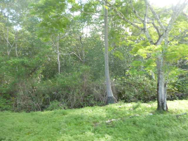 CHIRIQUI, REMEDIOS, OCEANFRONT FARM FOR SALE
