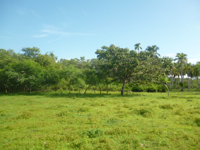 CHIRIQUI, REMEDIOS, OCEANFRONT FARM FOR SALE