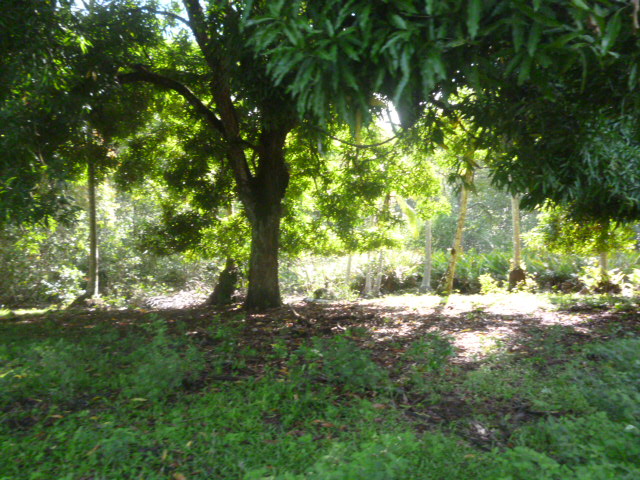 CHIRIQUI, REMEDIOS, OCEANFRONT FARM FOR SALE