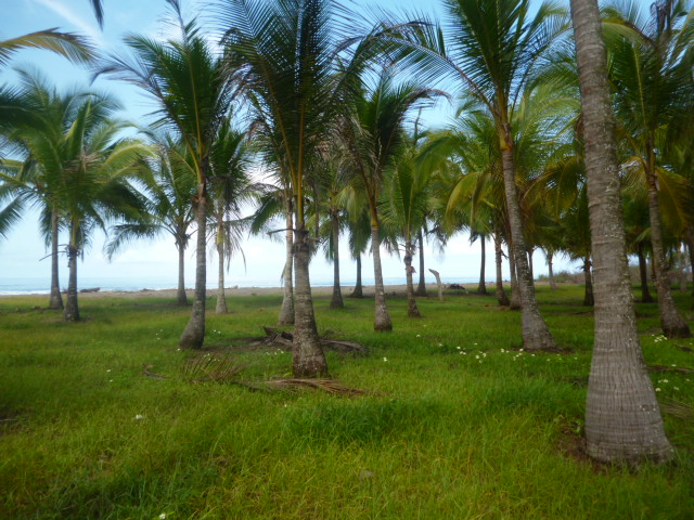 CHIRIQUI, REMEDIOS, OCEANFRONT FARM FOR SALE