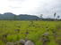 CHIRIQUI, BUGABA, LAND FOR SALE IN VOLCAN