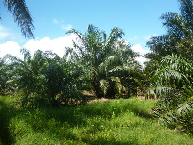 CHIRIQUI, BARU, PALM OIL FARM IN SAN BARTOLO.