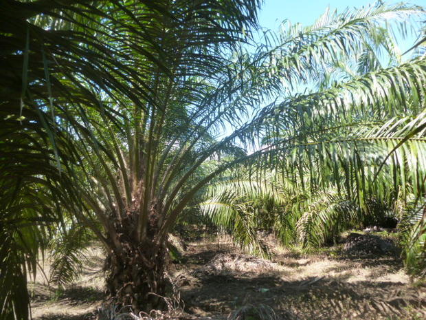 CHIRIQUI, BARU, PALM OIL FARM IN SAN BARTOLO.