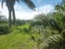 CHIRIQUI, BARU, PALM OIL FARM IN SAN BARTOLO.