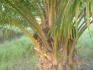 CHIRIQUI, BARU, PALM OIL FARM IN SAN BARTOLO.