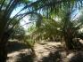 CHIRIQUI, BARU, PALM OIL FARM IN SAN BARTOLO.