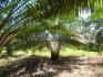 CHIRIQUI, BARU, PALM OIL FARM IN SAN BARTOLO.