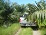 CHIRIQUI, BARU, PALM OIL FARM IN SAN BARTOLO.