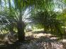 CHIRIQUI, BARU, PALM OIL FARM IN SAN BARTOLO.