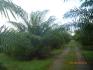 CHIRIQUI, BARU, PALM OIL FARM IN SAN BARTOLO.