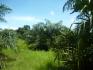 CHIRIQUI, BARU, PALM OIL FARM IN SAN BARTOLO.