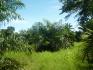 CHIRIQUI, BARU, PALM OIL FARM IN SAN BARTOLO.