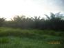 CHIRIQUI, BARU, PALM OIL FARM IN SAN BARTOLO.