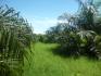 CHIRIQUI, BARU, PALM OIL FARM IN SAN BARTOLO.