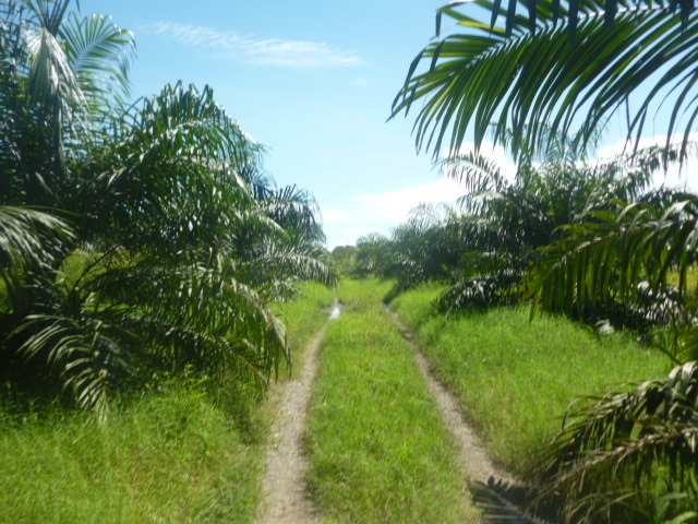 CHIRIQUI, BARU, PALM OIL FARM IN SAN BARTOLO.