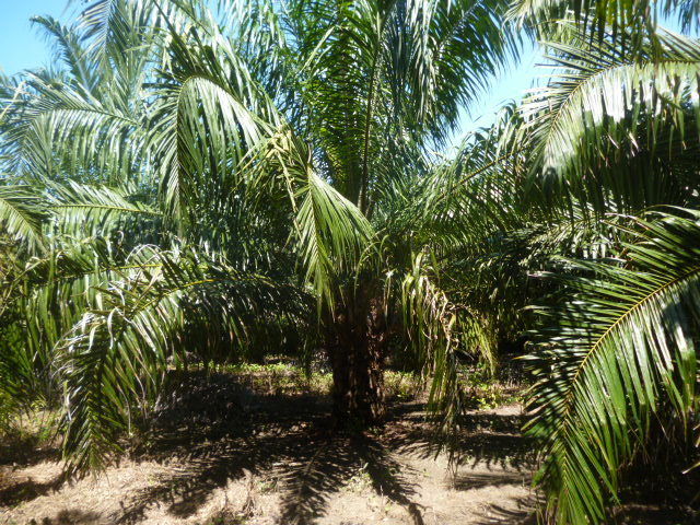 CHIRIQUI, BARU, PALM OIL FARM IN SAN BARTOLO.