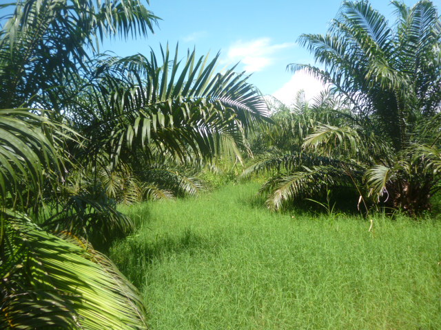 CHIRIQUI, BARU, PALM OIL FARM IN SAN BARTOLO.