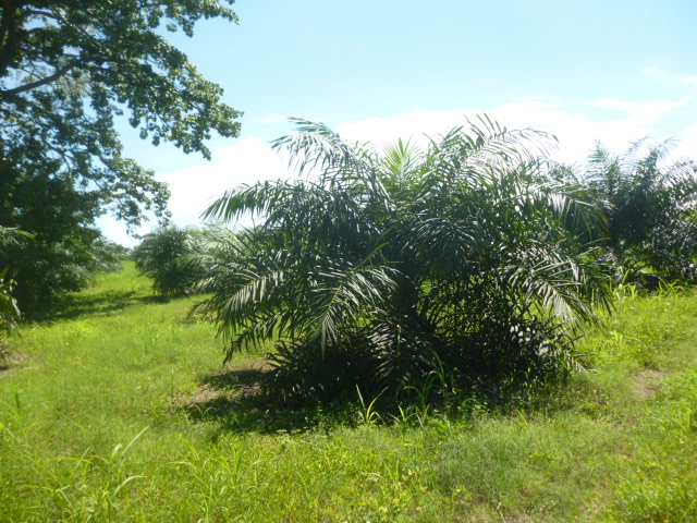 CHIRIQUI, BARU, PALM OIL FARM IN SAN BARTOLO.