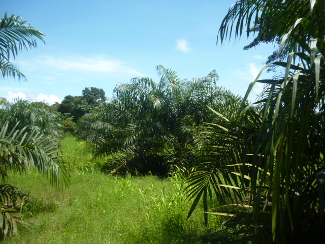 CHIRIQUI, BARU, PALM OIL FARM IN SAN BARTOLO.