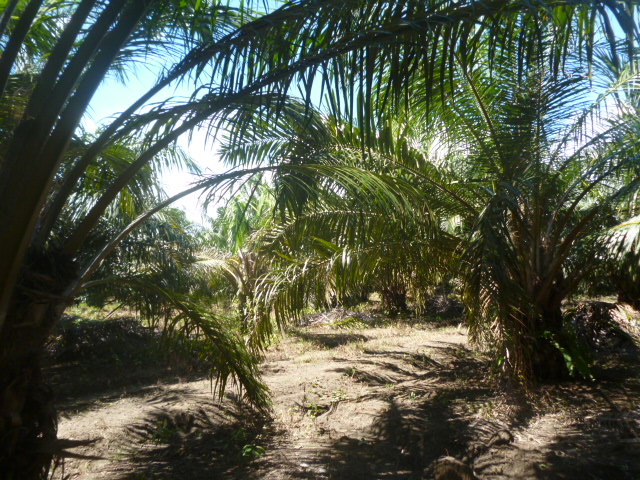 CHIRIQUI, BARU, PALM OIL FARM IN SAN BARTOLO.