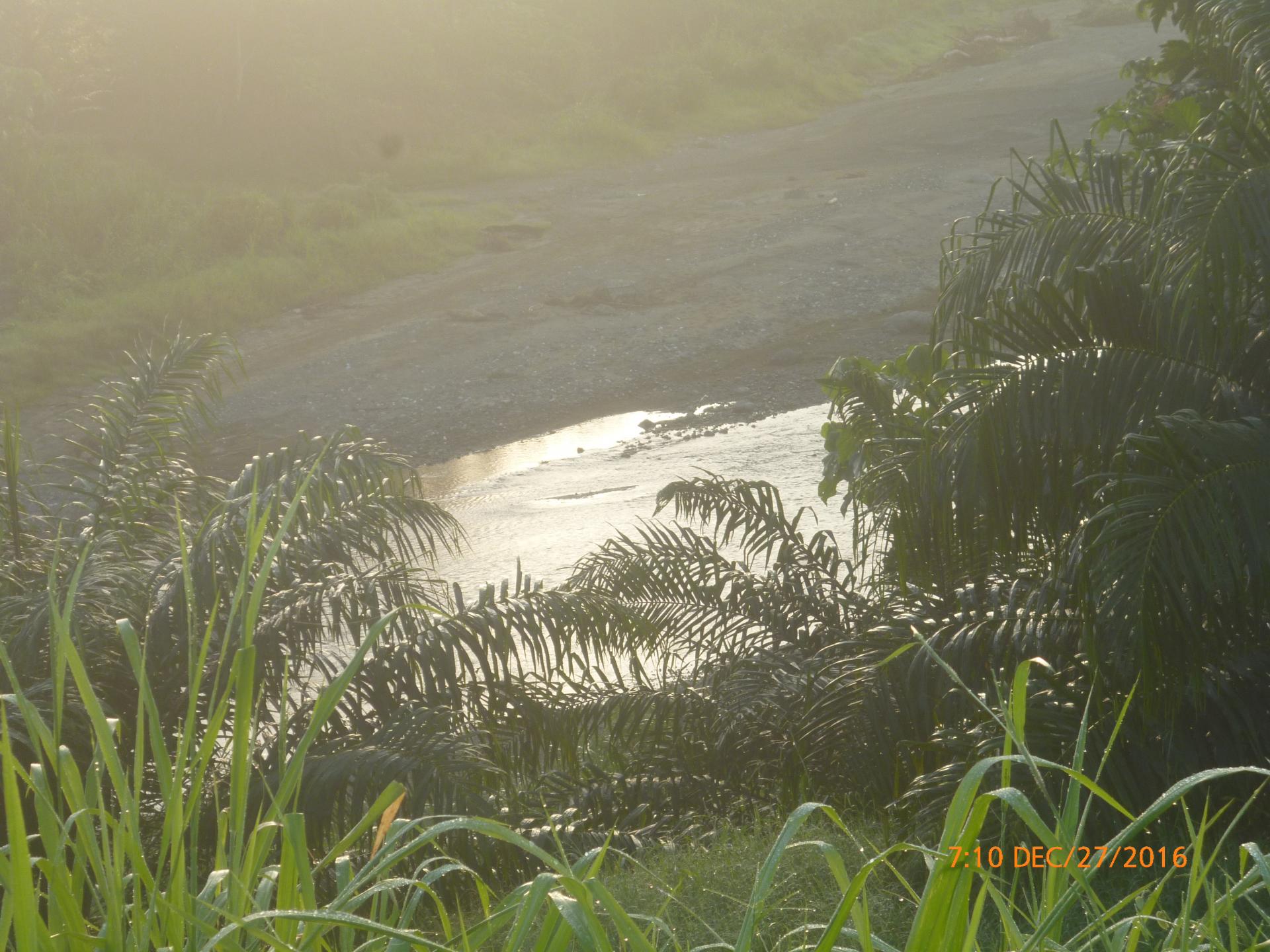 CHIRIQUI, BARU, PALM OIL FARM IN SAN BARTOLO.