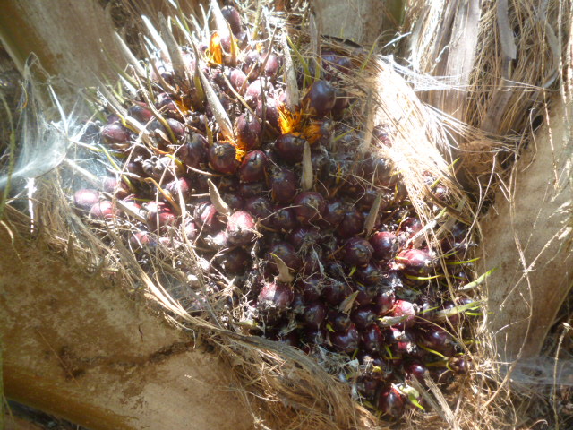 CHIRIQUI, BARU, PALM OIL FARM IN SAN BARTOLO.