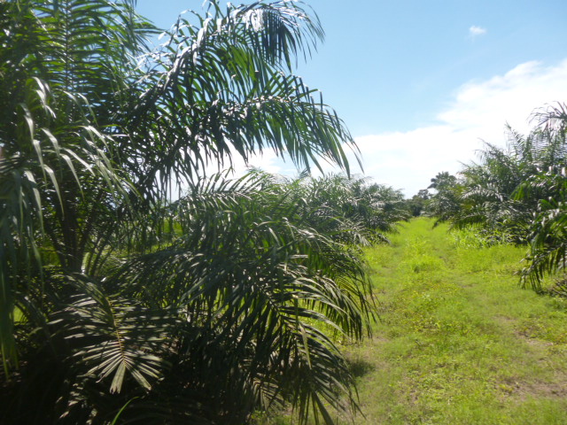 CHIRIQUI, BARU, PALM OIL FARM IN SAN BARTOLO.