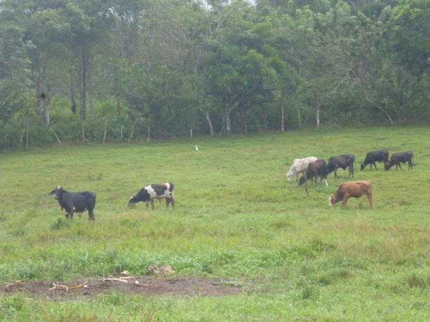 COLON, SALAMANCA, FARM OF 478 HECTARES (1,181 ACRES)