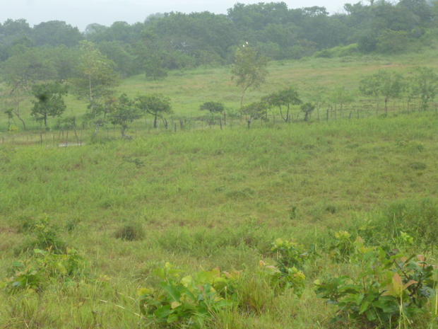 PANAMA, CHEPO FARM OF 460 HECTARES (1,136 ACRES)