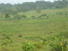 PANAMA, CHEPO FARM OF 460 HECTARES (1,136 ACRES)