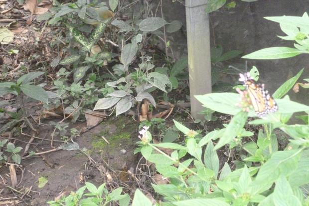 COCLE, EL VALLE DE ANTON, BUTTERFLY HAVEN CENTRO EDUCATIVO