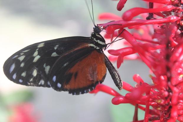 COCLE, EL VALLE DE ANTON, BUTTERFLY HAVEN CENTRO EDUCATIVO