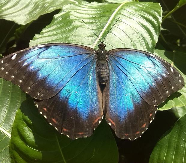 COCLE, EL VALLE DE ANTON, BUTTERFLY HAVEN CENTRO EDUCATIVO