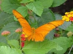 COCLE, EL VALLE DE ANTON, BUTTERFLY HAVEN CENTRO EDUCATIVO