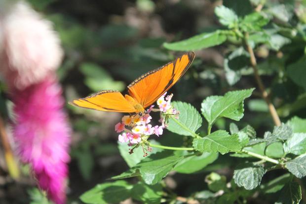 COCLE, EL VALLE DE ANTON, BUTTERFLY HAVEN CENTRO EDUCATIVO