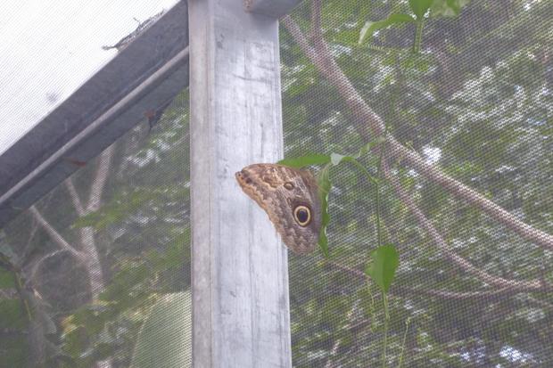 COCLE, EL VALLE DE ANTON, BUTTERFLY HAVEN CENTRO EDUCATIVO