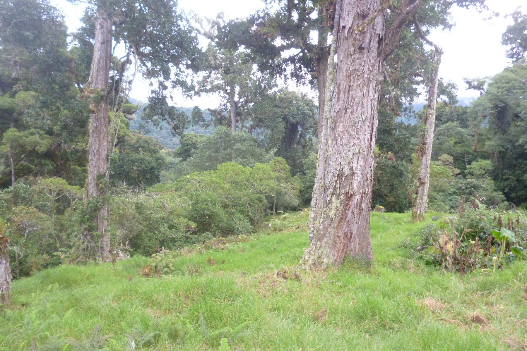 CHIRIQUI, BOQUETE, PROPERTY NEAR THE VOLCAN BARU NATIONAL PARK